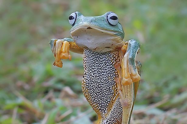 Thích thú với bức ảnh chụp con ếch bay tung cước như võ sư