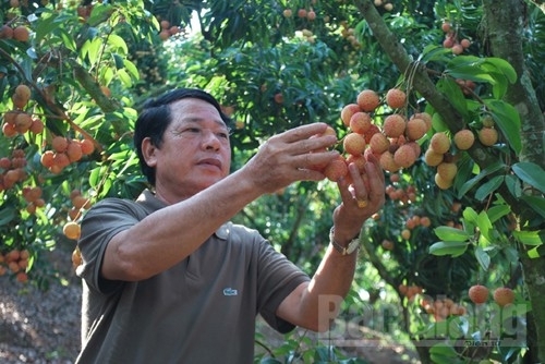 Quả vải thiều