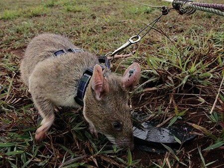 Kinh ngạc chuột khổng lồ dò gỡ hàng chục ngàn quả mìn
