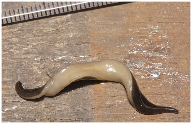 Dân Mỹ hoang mang vì sự xâm lấn của loài giun quái dị