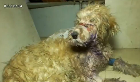 Phẫn nộ chú chó bị hành hạ đến hoại tử, thối rữa vùng mõm