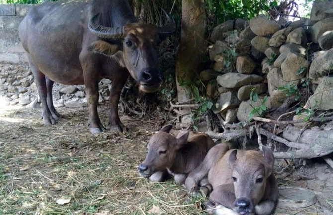 Đổ xô đi xem trâu mẹ đẻ cùng lúc 2 nghé con