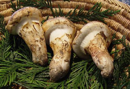 Đại gia chơi trội: Ăn một miếng giá vài trăm triệu