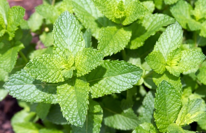 Những loại rau phổ biến có tác dụng làm đẹp da, trị mụn