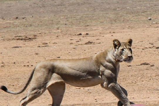 Sốc với những hình ảnh động vật