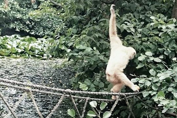 Bức ảnh khỉ leo dây khiến dân mạng tưởng “quái vật”