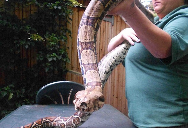 Dân làng sốc vì phát hiện trăn khổng lồ nằm giữa đường