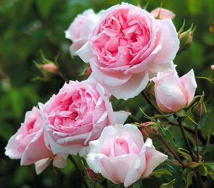 Vận may của bạn hôm nay (12/7)