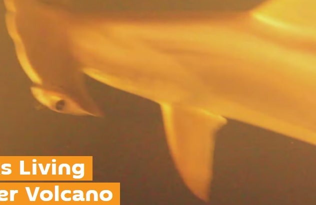 Video: Nhà khoa học sốc khi phát hiện cá mập sống trong miệng núi lửa