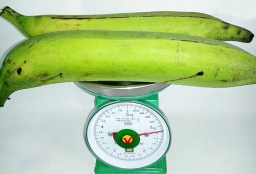 Giống chuối khổng lồ gây sốc ở Trà Vinh