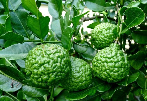 Chanh hình não người