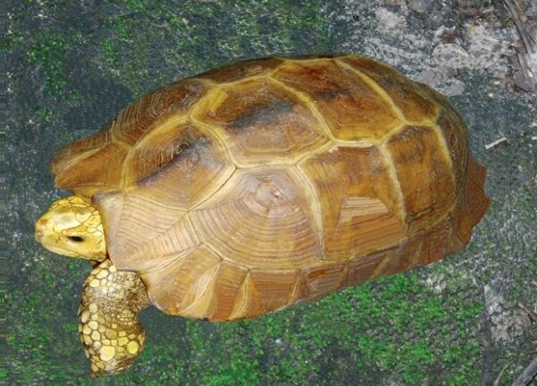 Những món ăn giá cực khủng nhưng được lòng dân chơi Việt