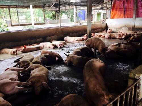 Thịt lợn dùng chất tạo nạc: Phân biệt nhanh bằng mắt thường