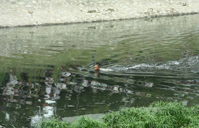 Tên trộm bơi dưới sông Tô Lịch đen ngòm trốn cảnh sát