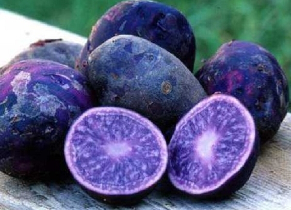 Khoai tây tím độc lạ khiến người Hà Nội 