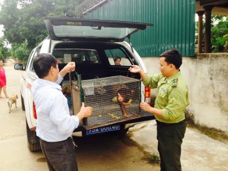 VQG Phong Nha – Kẻ Bàng tiếp nhận cá thể khỉ mắt đỏ quý hiếm