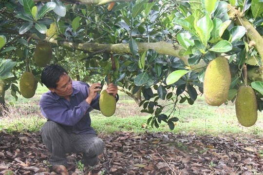 Vì sao nông dân Đồng Nai đồng ý bán mít giá 600 đồng/kg?