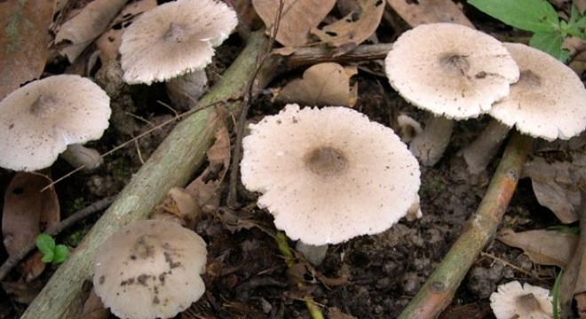 Đi săn “thần dược” chống lão hóa và có khả năng ức chế... ung thư