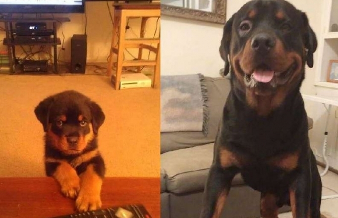 Cảm động bộ ảnh tình bạn giữa người và động vật qua thời gian