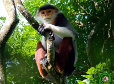 Các loài voọc quý hiếm ở Việt Nam