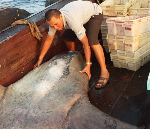 Cá Mặt trăng nặng gần 300kg mắc lưới ngư dân Thanh Hóa