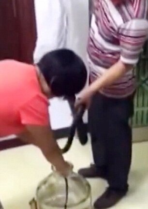 Rùng mình đoạn video dùng rắn hổ mang sống ngâm rượu ở Trung Quốc