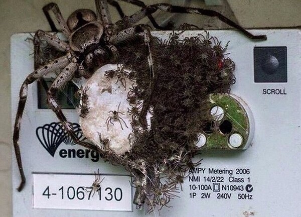 Kinh hãi cảnh nhện mẹ khổng lồ và hàng trăm con làm tổ trên thiết bị điện tử