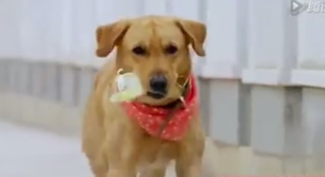 Clip chú chó xin hoa đến thăm mộ chủ khiến hàng triệu trái tim thổn thức