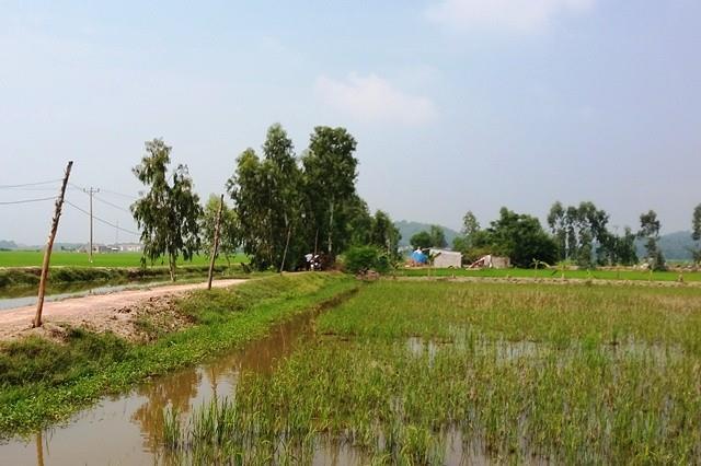 Nam thanh niên mới cưới vợ bị cha ruột sát hại ngoài cánh đồng
