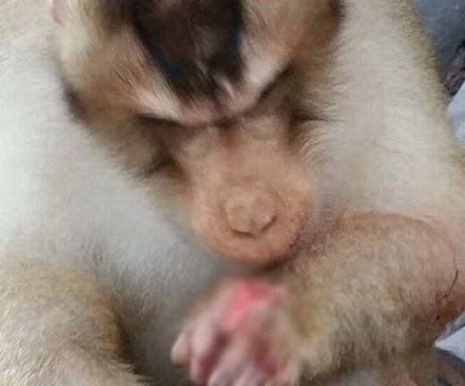 Phẫn nộ chú khỉ bị thương chỉ vì trò đùa tai quái