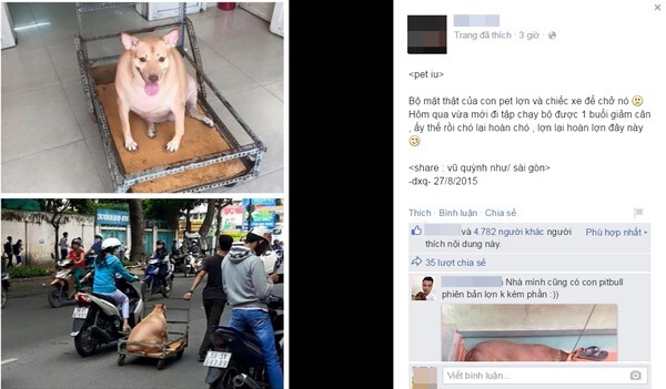 Thích thú chú chó béo đến nỗi phải đi bằng... xe kéo