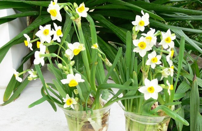 Những loại cây cảnh đẹp nhưng không được trồng trong nhà