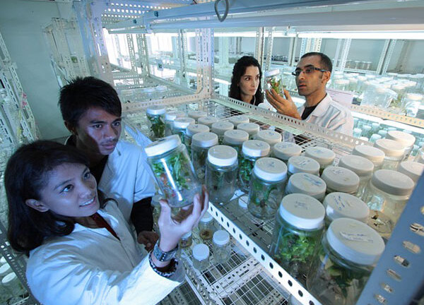 Cần sa có thể tiêu diệt các tế bào ung thư vú