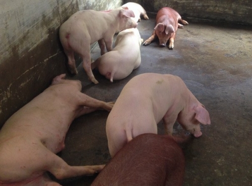 Sử dụng chất cấm trong chăn nuôi: Bộ trưởng nói gì?