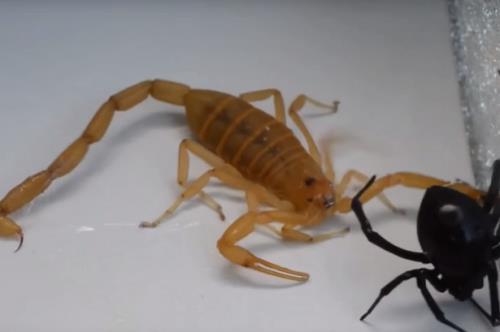 Ngoạn mục trận chiến sinh tử giữa nhện góa phụ đen và bọ cạp vàng