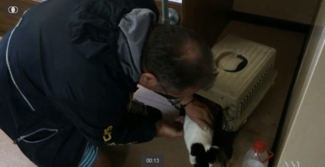 Chú mèo được tôn vinh khi cứu chủ khỏi chết đuối