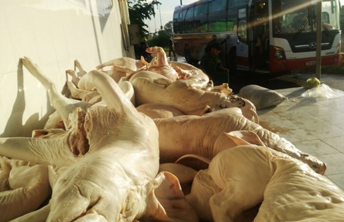 Gần 1 tấn heo sữa thối lên xe khách tiến vào Sài Gòn