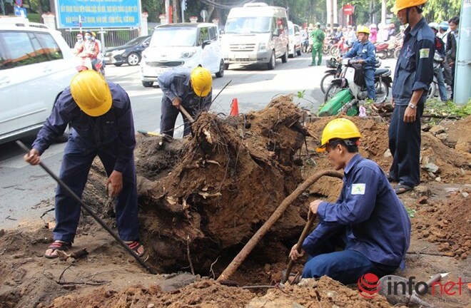 Mưa lớn tại TP. HCM: Cây cổ thụ bật gốc đè sập cửa hàng 