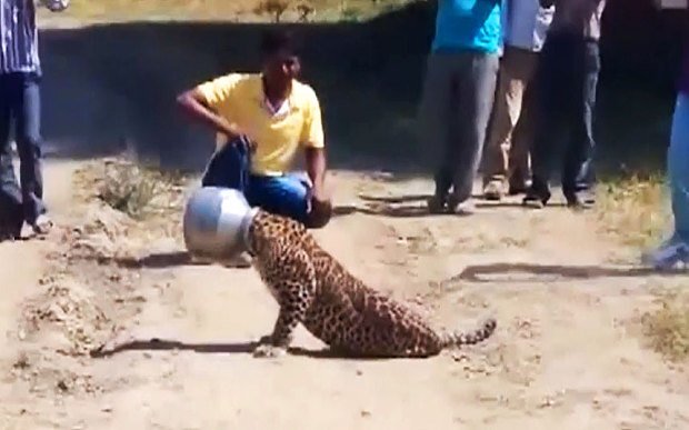 Video: Báo gấm xoay sở khi bị kẹt đầu trong bình nước