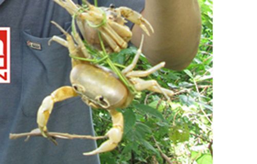 Đến làng Vâng săn “cua trinh nữ”