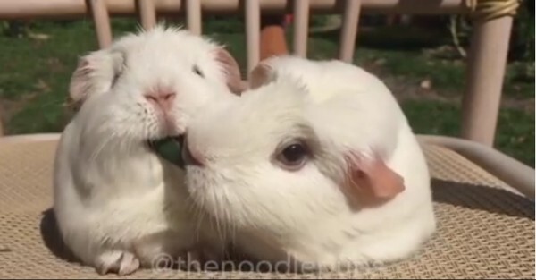 Clip tranh ăn dễ thương không thể tin nổi của hai chú chuột lang
