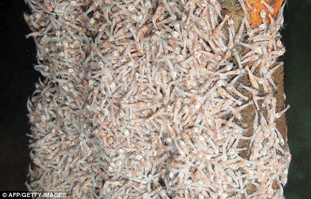 Kỳ lạ loài tôm