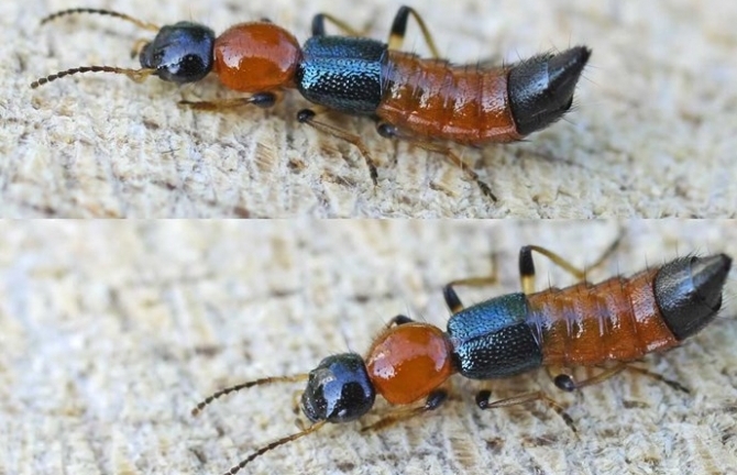 Giải oan cho kiến ba khoang