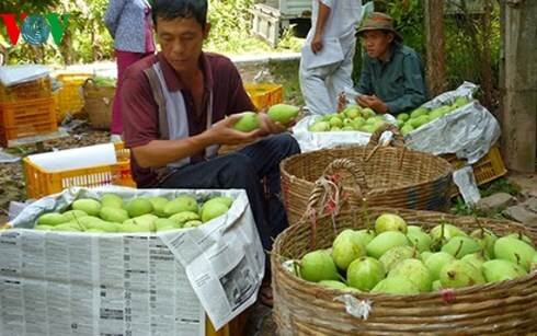 Nông nghiệp – nông dân miền Tây còn “ngơ ngác” với TPP