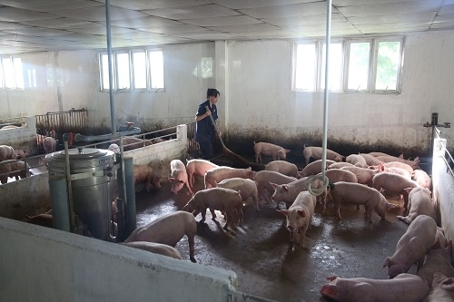 Công ty CPV giới thiệu hệ thống kiểm soát sản xuất thịt heo khép kín