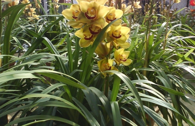 Ý nghĩa những loài hoa tặng mẹ nhân ngày Phụ nữ Việt Nam 20/10