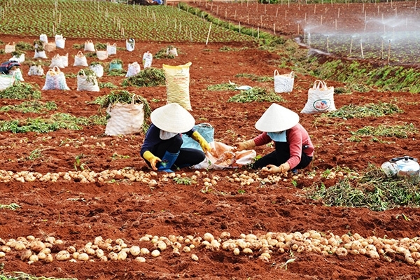 Khoai tây Trung Quốc bị 