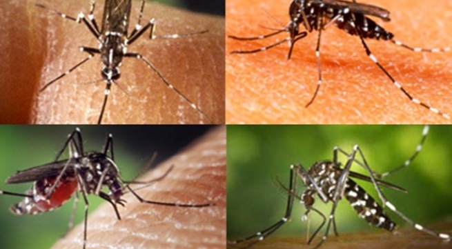 Dịch sốt xuất huyết : Người dân chủ quan là chết