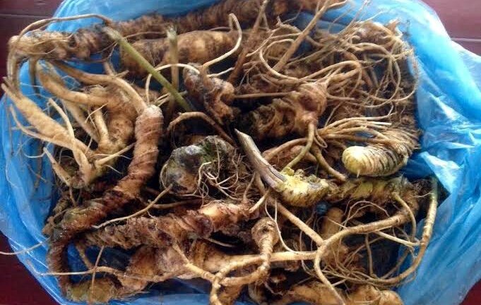 Củ tam thất cổ: Nặng 3 kg, giá 100 triệu biếu sếp