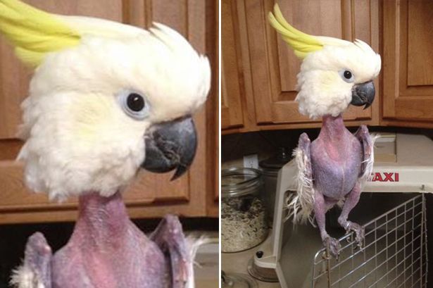 Phì cười với con vẹt tự nhổ sạch lông vì căng thẳng